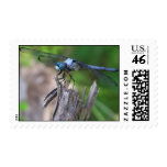 dragonfly postage