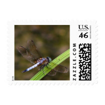 Dragonfly postage