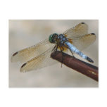 Dragonfly Post Card