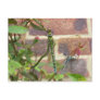 Dragonfly Post Cards