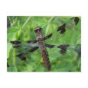 DragonFly postcards by 2tigerlily DragonFly postcards