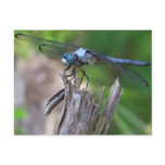 Dragonfly Postcards