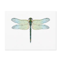 DragonFly postcards by la2hawaii DragonFly postcards