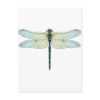 DragonFly Postcard