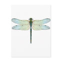 DragonFly postcards by la2hawaii DragonFly postcards