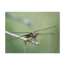 Dragonfly postcards