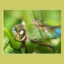 Dragonfly Postcard postcards