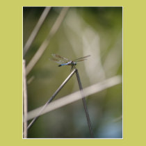 Dragonfly Postcard postcards