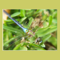 Dragonfly Postcard postcards