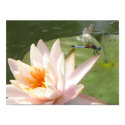 DragonFly posters