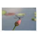 Dragonfly posters by northshorefire Dragonfly posters