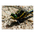 dragonfly posters