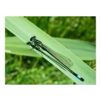 Dragonfly posters