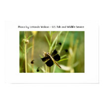 Dragonfly posters