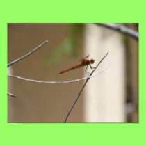 Dragonfly poster posters