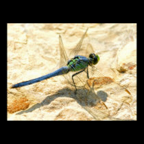 Dragonfly posters