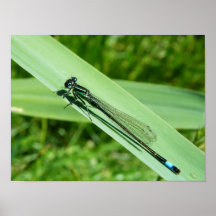 Dragonfly Print