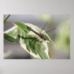 Dragonfly Poster