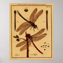 Dragonfly Print