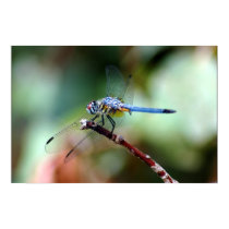 Dragonfly posters