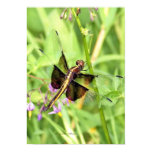 Dragonfly Print Dragonfly Print