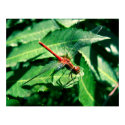 Dragonfly posters by jsternig Dragonfly posters