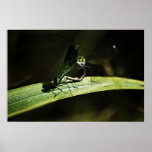 Dragonfly Print