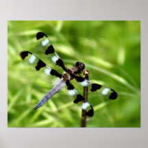 Dragonfly Print