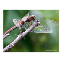 DRAGONFLY REMEMBERS PAST RELITIVES postcards