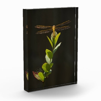 Dragonfly Resting on Blueberry Bush