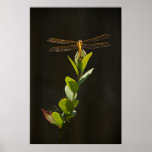 Dragonfly Resting on Blueberry Bush Print