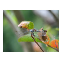 Dragonfly Resting posters