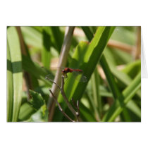 DRAGONFLY RESTS ON DRY PLANT STEM cards