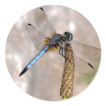Dragonfly / Round Stickers