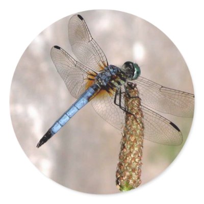Dragonfly / Round Stickers by toots1