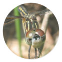 "Dragonfly Smile" Sticker Sheet by ChelseaKerwath "Dragonfly Smile" Sticker Sheet