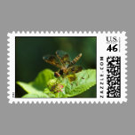 Dragonfly Stamp stamps