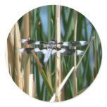 Dragonfly Sticker