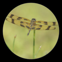 Dragonfly Sticker