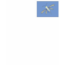 Dragonfly T-Shirt