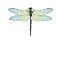 DragonFly t-shirts by la2hawaii DragonFly t-shirts