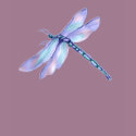 Dragonfly t-shirts
