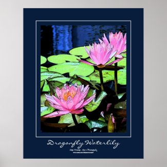 Dragonfly Waterlily Blue Border Poster