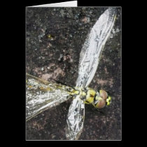 Dragonfly Wings cards