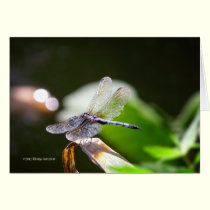 Dragonfly with bokeh cards