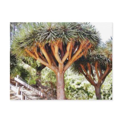 Dragon S Blood Trees pics