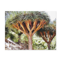 Dragons Blood Trees postcards