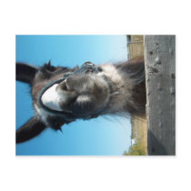Drama Llama postcards by Skeptical Drama Llama postcards