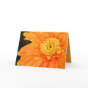 Drama Queen cards