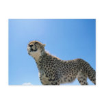 Dramatic Cheetah Postcards